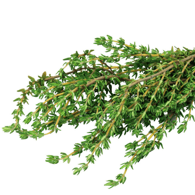 Picture of some thyme